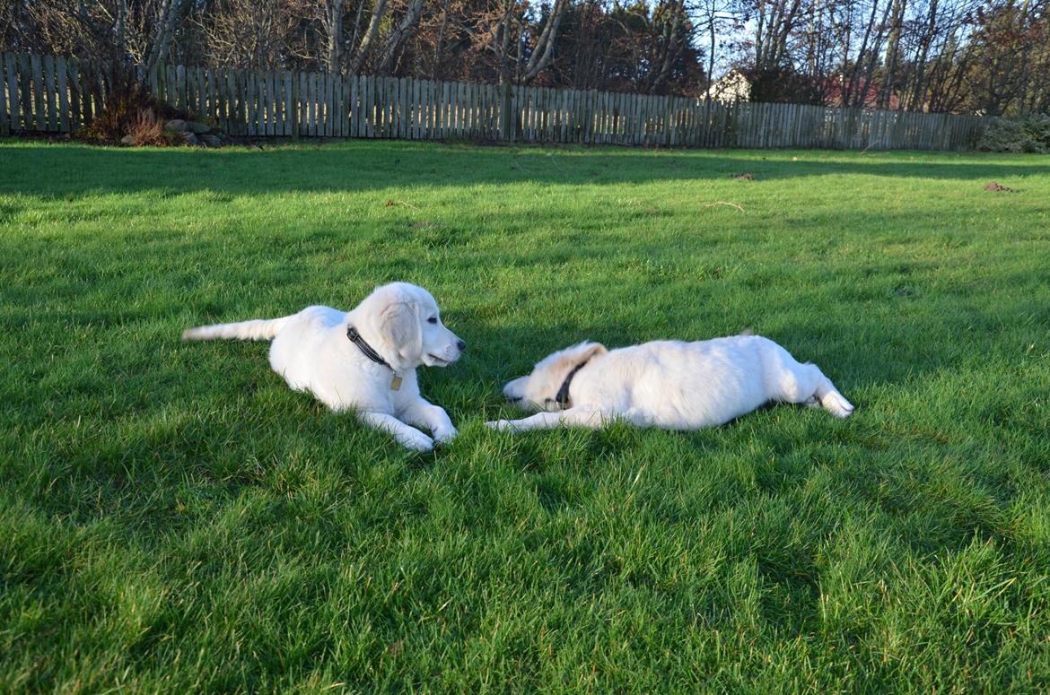 Golden retriever Kenzo - kenzo og balou :) billede 12