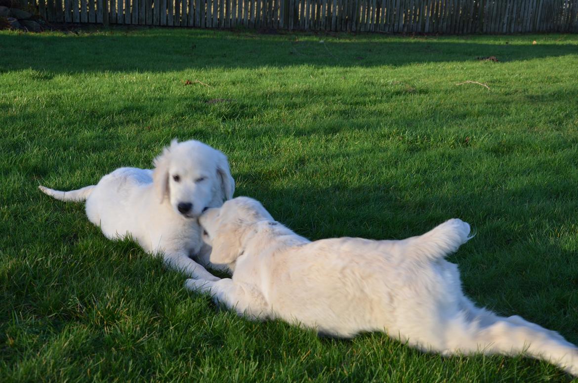 Golden retriever Kenzo - Kenzo og balou<3 billede 13