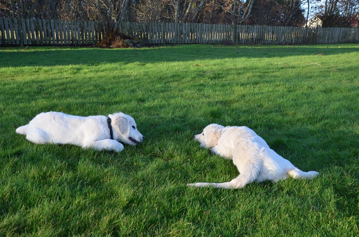 Golden retriever Kenzo - brødrene hygger <3 billede 14