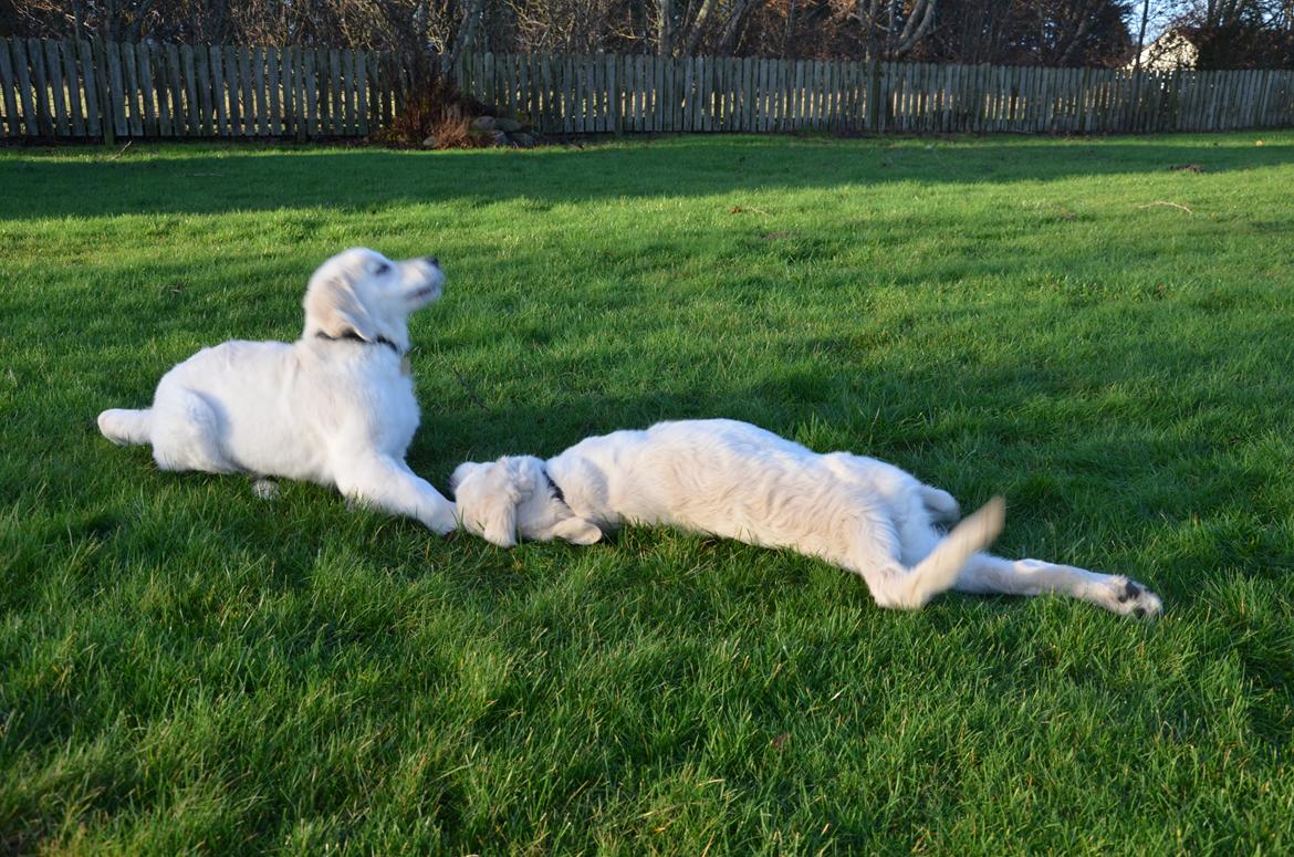 Golden retriever Kenzo - kenzo og balou<3 billede 15