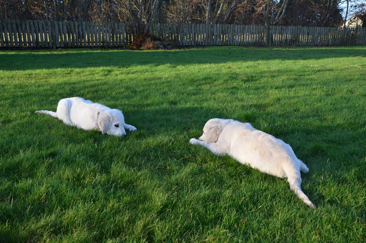 Golden retriever Kenzo - kenzo og balou<3 billede 16