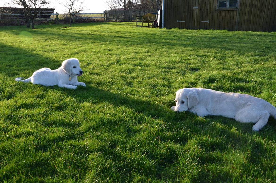 Golden retriever Kenzo - Kenzo og balou<3 billede 17