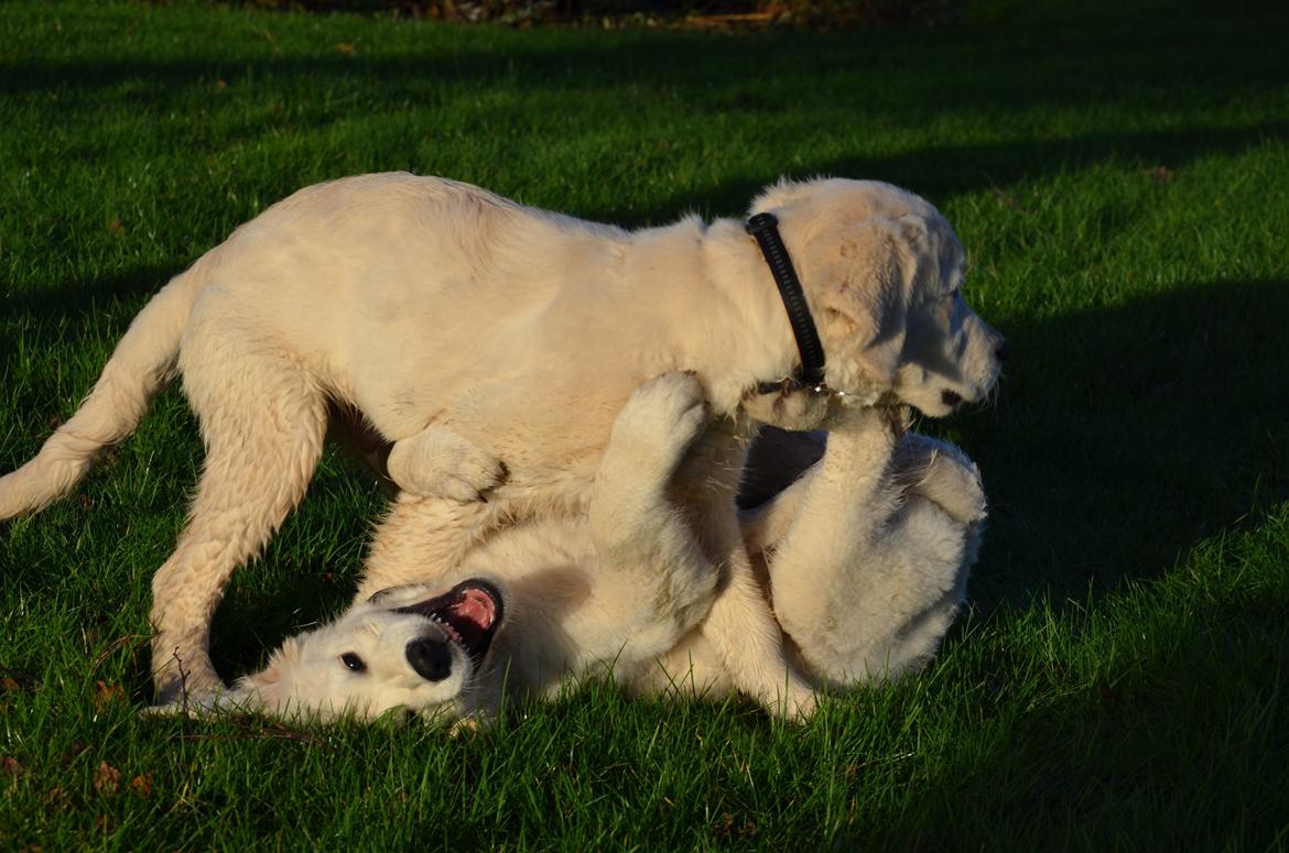 Golden retriever Kenzo - legeaftale med brormand <3 billede 18