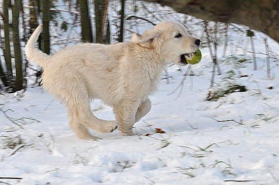 Golden retriever Kenzo - Kenzo elsker at lege med bold <3 billede 5