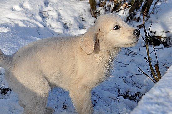 Golden retriever Kenzo - Jeg har sne på næsen!! 
uhh det koldt :) billede 4