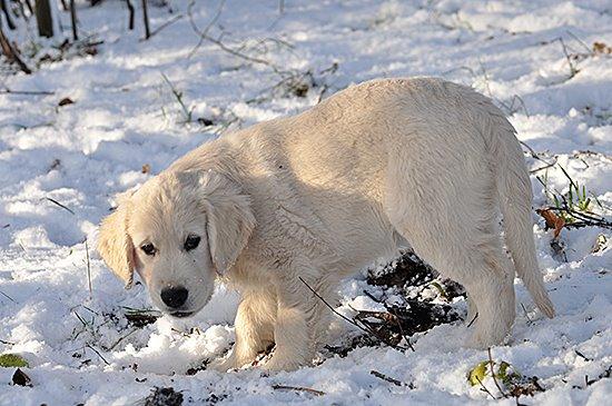 Golden retriever Kenzo - Kenzo i sne <3 billede 3