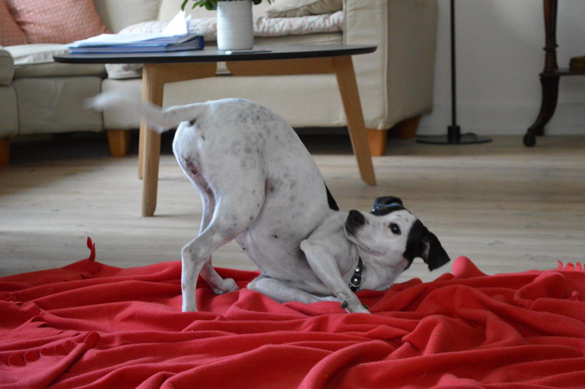 Dansk svensk gaardhund Sniffer [Bedste ven] - Uha! Min hale!
Jul 2013 billede 36