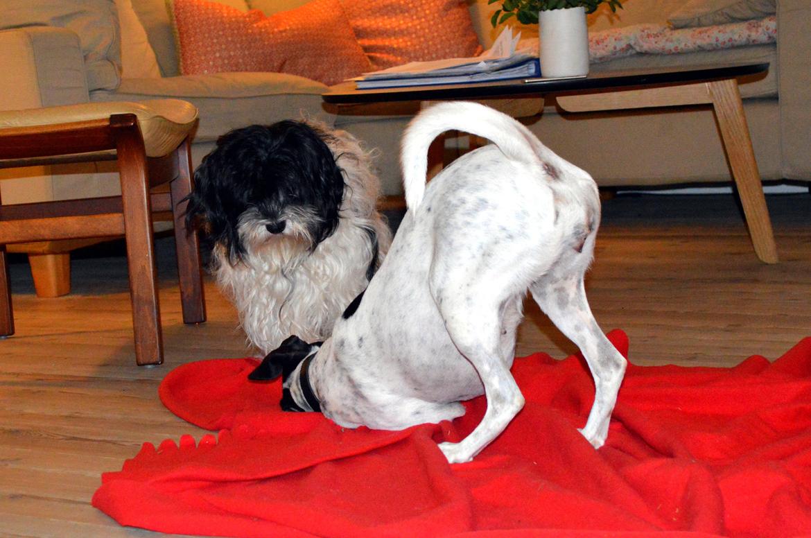 Dansk svensk gaardhund Sniffer [Bedste ven] billede 34