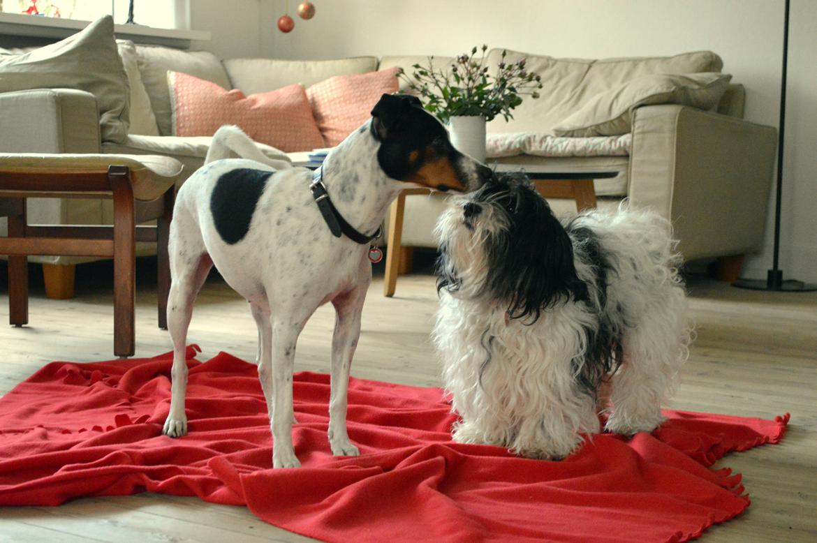 Dansk svensk gaardhund Sniffer [Bedste ven] billede 35