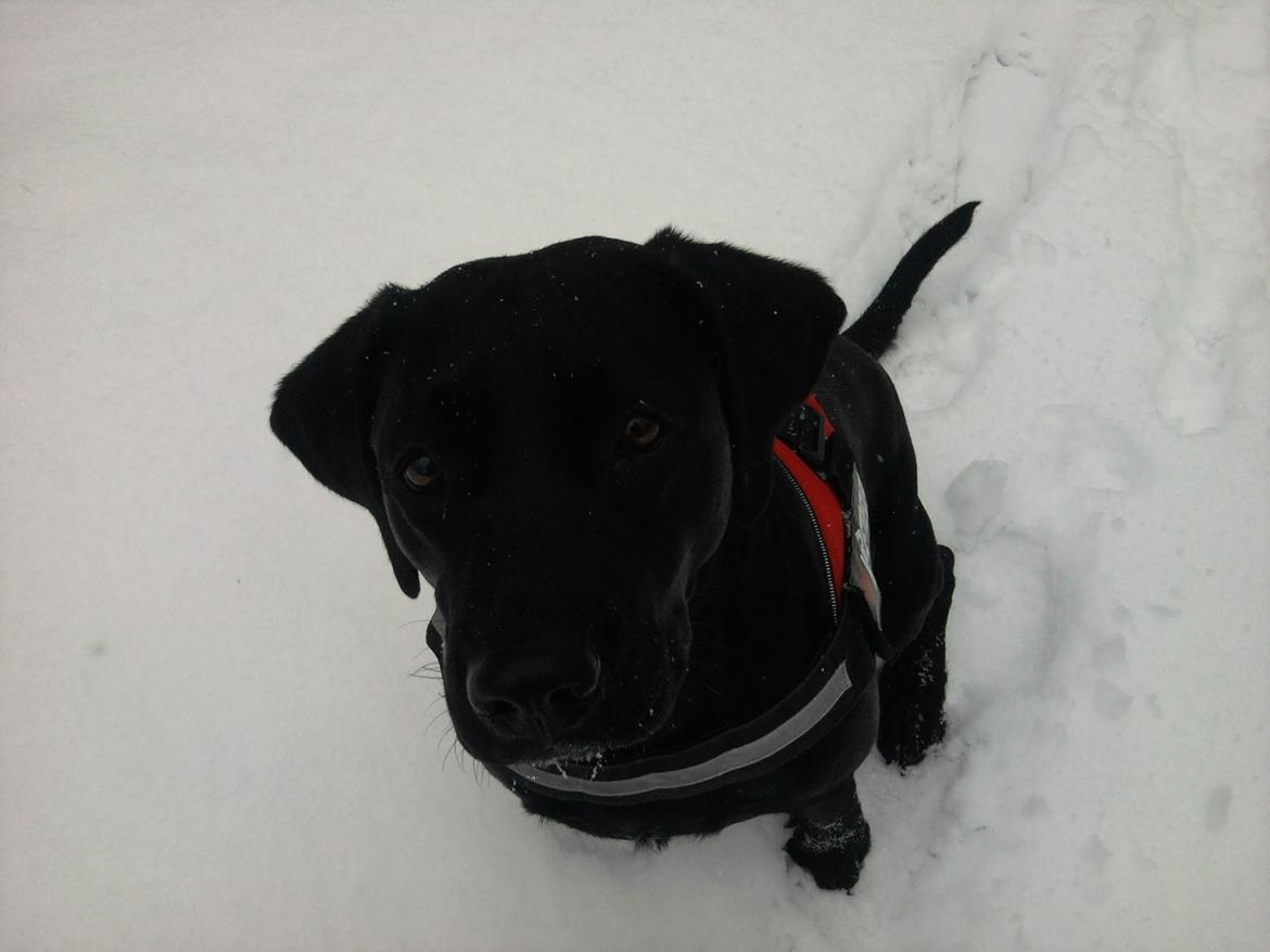 Labrador retriever Frk. Smilla billede 2