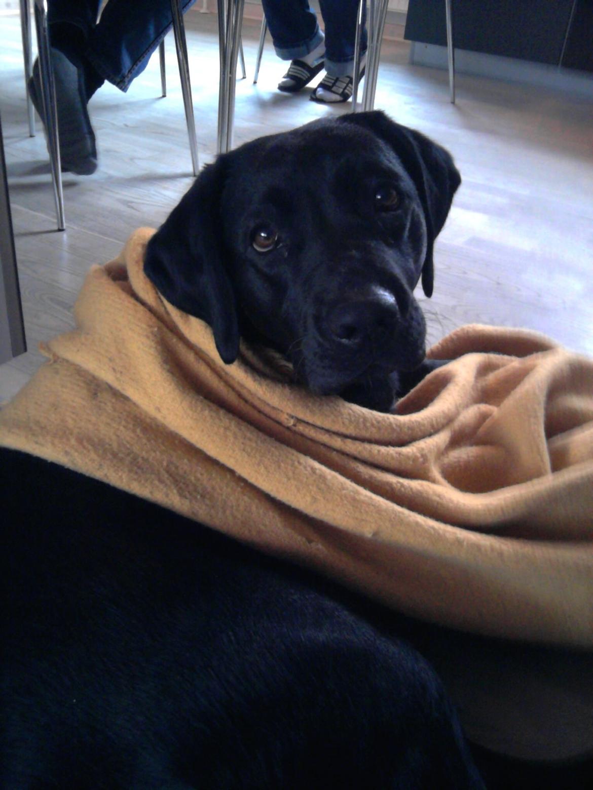 Labrador retriever Frk. Smilla billede 3