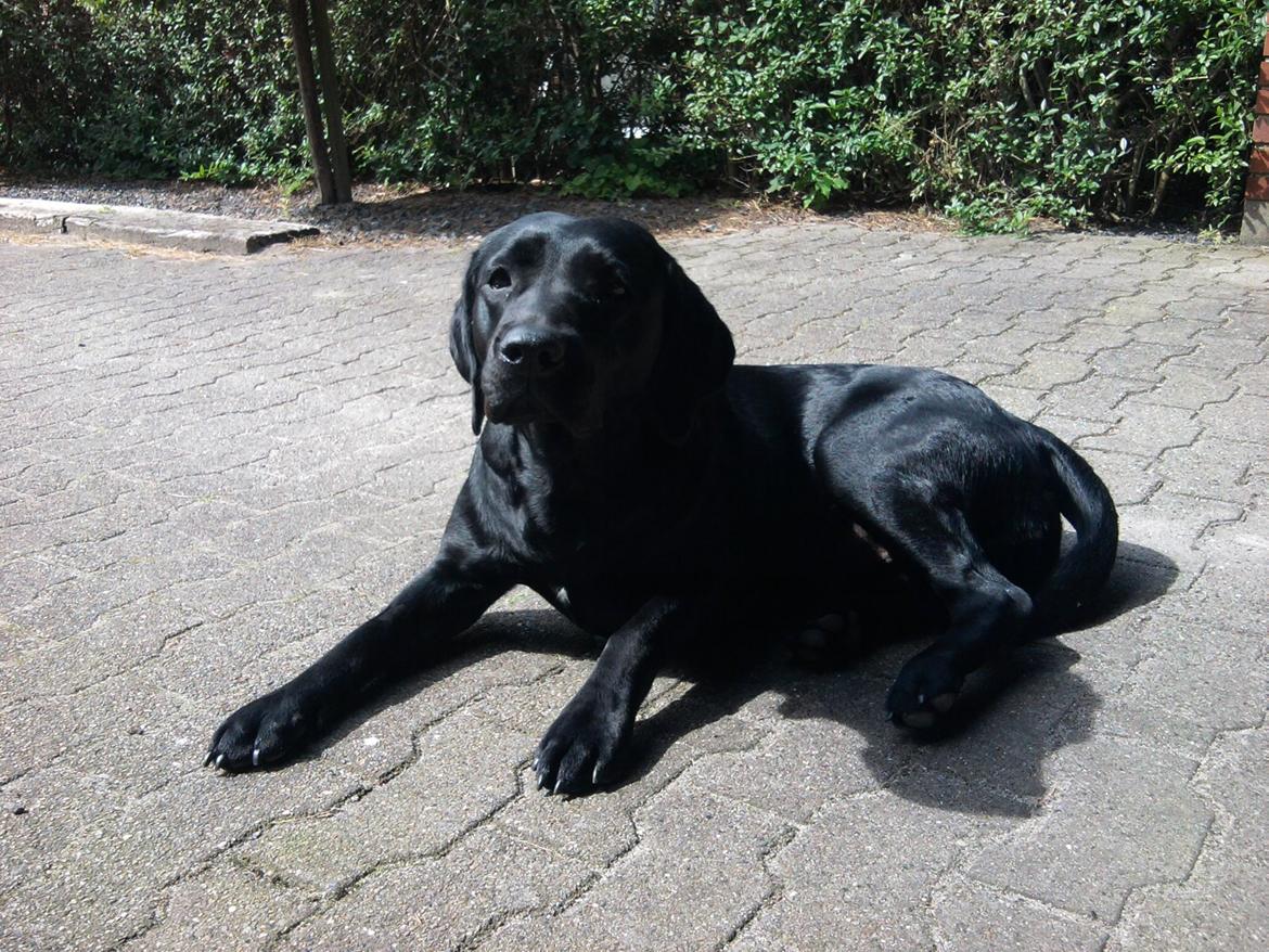Labrador retriever Frk. Smilla billede 5
