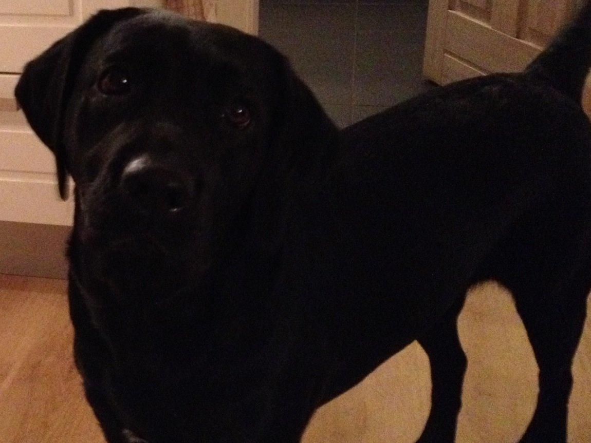 Labrador retriever Frk. Smilla billede 7