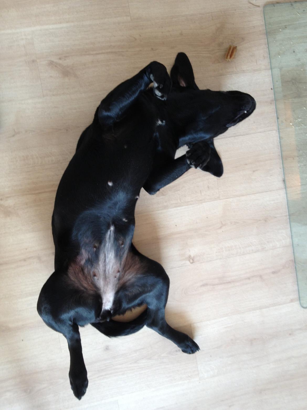 Labrador retriever Frk. Smilla billede 8