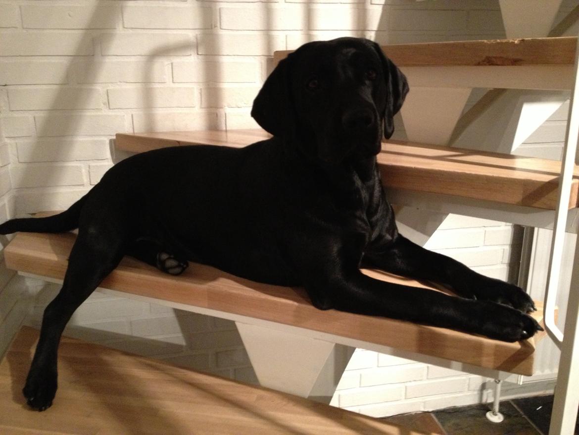 Labrador retriever Frk. Smilla billede 11