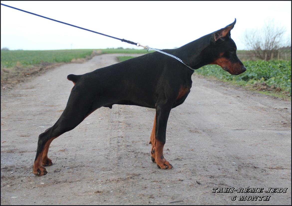 Dobermann LTJCH PLJW14 BALJW14 ROCH Tahi-Reme Jedi billede 26