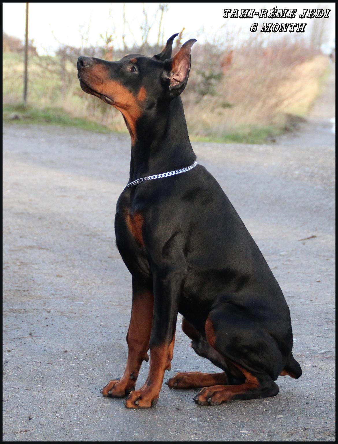 Dobermann LTJCH PLJW14 BALJW14 ROCH Tahi-Reme Jedi billede 27