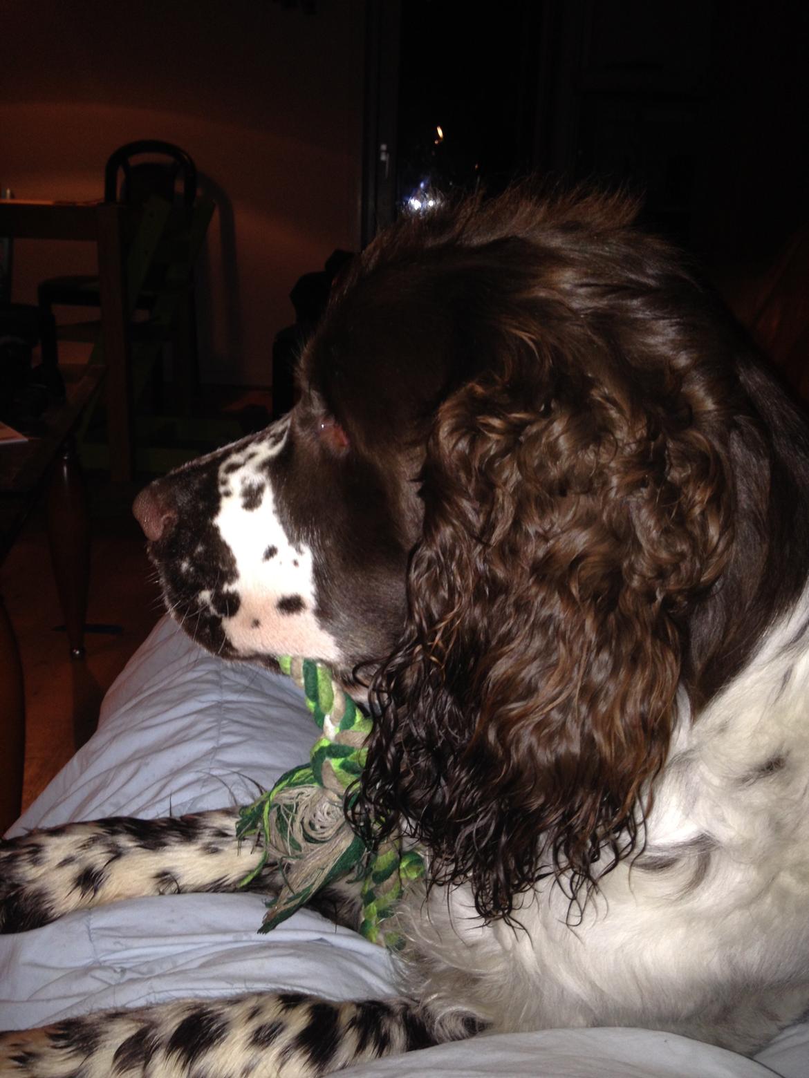 Engelsk springer spaniel "Enzo" sieger's Nothing But Trouble - Enzo hygger på sofaen. billede 8