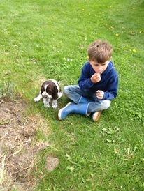 Engelsk springer spaniel "Enzo" sieger's Nothing But Trouble - Dagen hvor Enzo skal med hjem.
Mathias og Enzo. billede 3