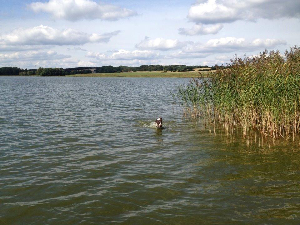 Engelsk springer spaniel "Enzo" sieger's Nothing But Trouble - Enzo første bade tur, i Rødning. billede 5