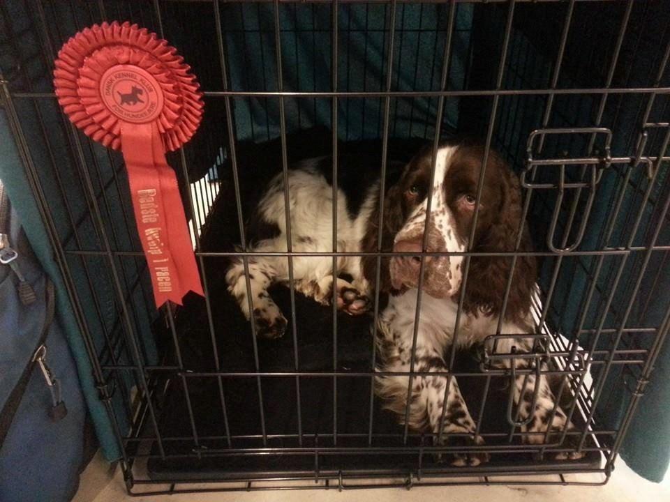 Engelsk springer spaniel "Enzo" sieger's Nothing But Trouble - Udstilling i Herning. BIR begge dage billede 7