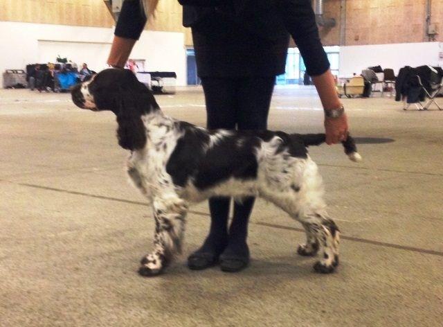 Engelsk springer spaniel "Enzo" sieger's Nothing But Trouble - Udstilling i Herning. BIR begge dage. Det er Vibe Borregaard Madsen der står med ham. billede 6