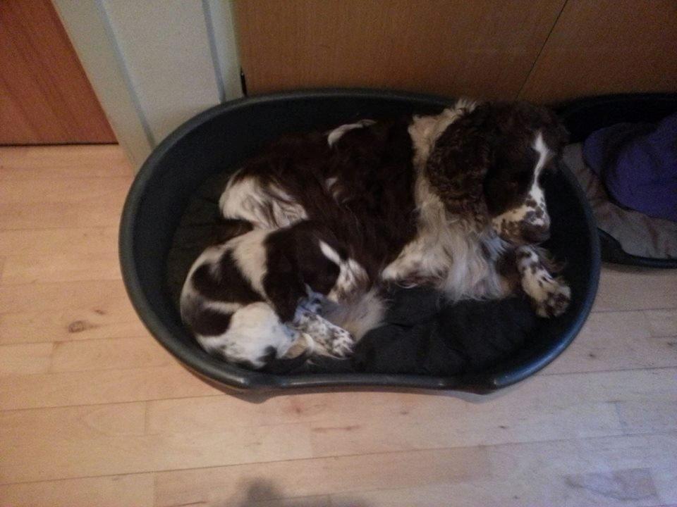 Engelsk springer spaniel "Enzo" sieger's Nothing But Trouble - Lego og Enzo billede 4