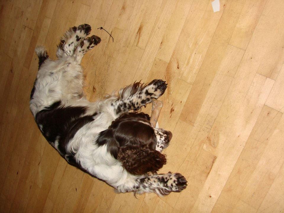 Engelsk springer spaniel "Enzo" sieger's Nothing But Trouble - Enzo nyder sit kødben billede 10