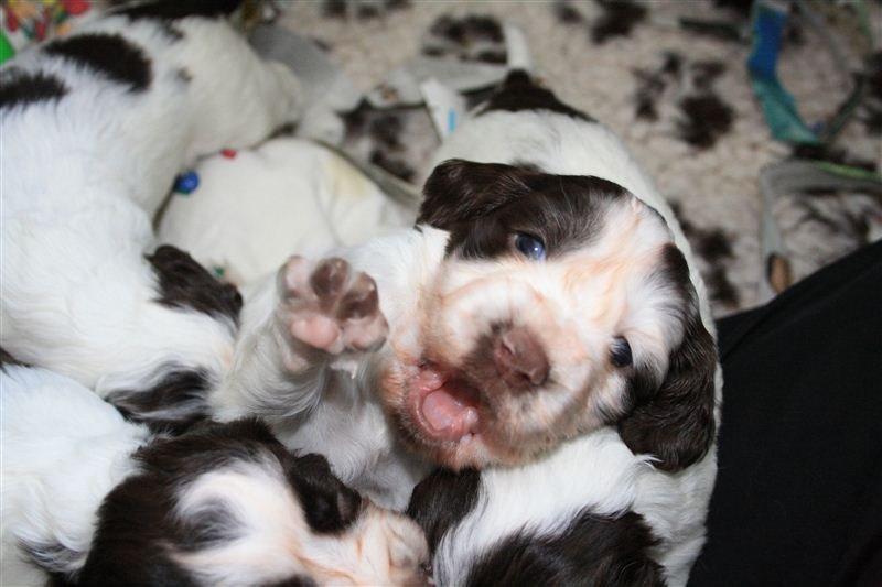 Engelsk springer spaniel "Enzo" sieger's Nothing But Trouble - her er Enzo 3 uger gammel billede 1
