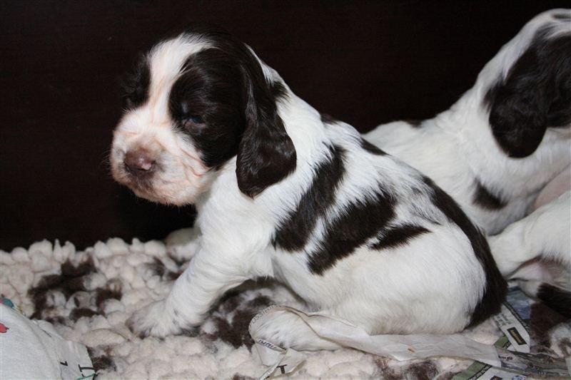 Engelsk springer spaniel "Enzo" sieger's Nothing But Trouble - 3 uger gammel billede 2