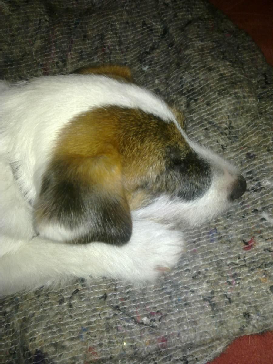 Parson russell terrier shaqy billede 1