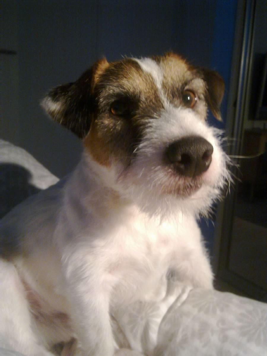 Parson russell terrier shaqy billede 2