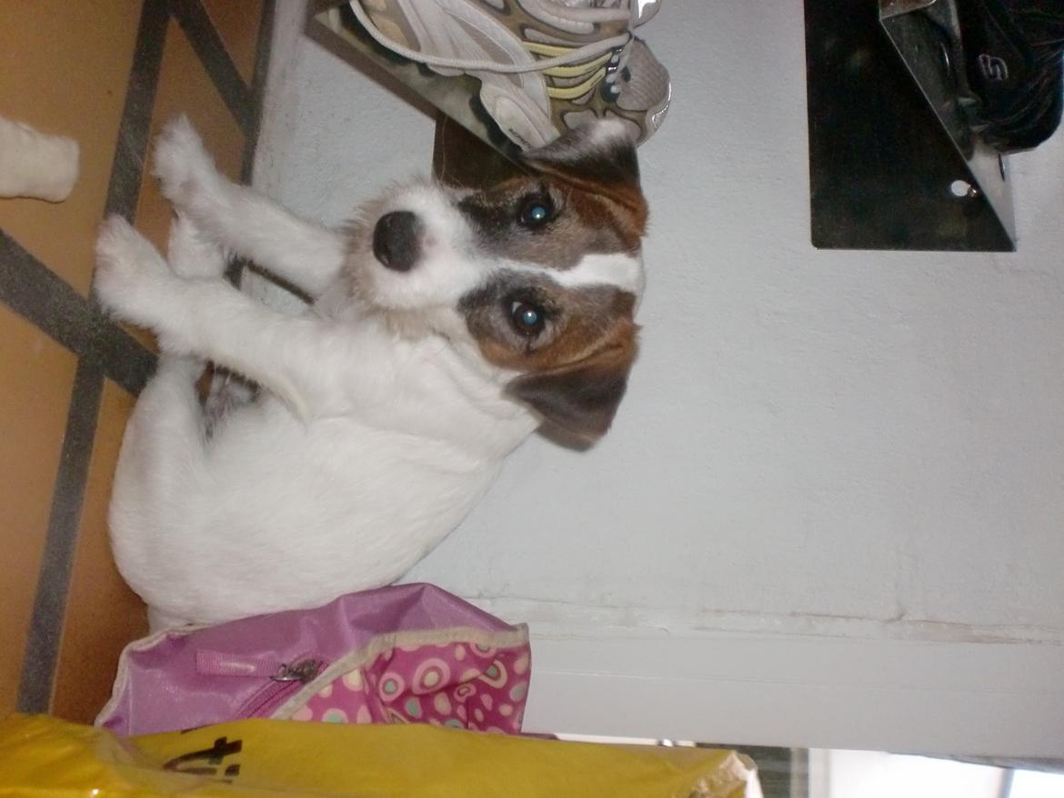 Parson russell terrier shaqy billede 4