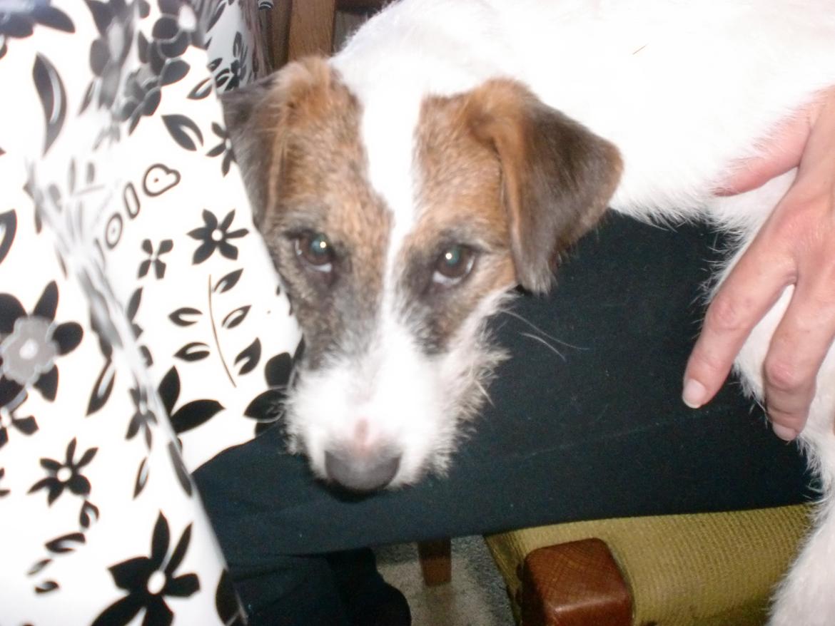 Parson russell terrier shaqy billede 6