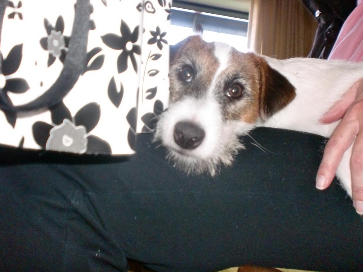 Parson russell terrier shaqy billede 7