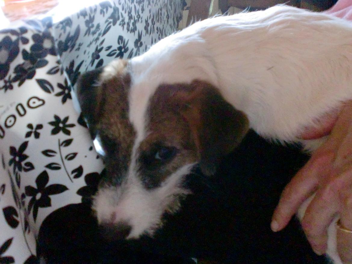 Parson russell terrier shaqy billede 8