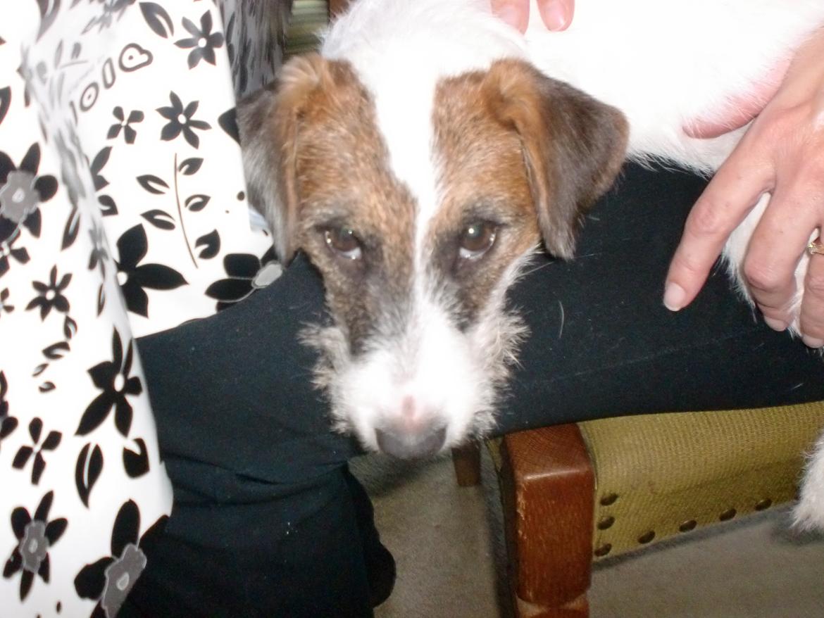 Parson russell terrier shaqy billede 11