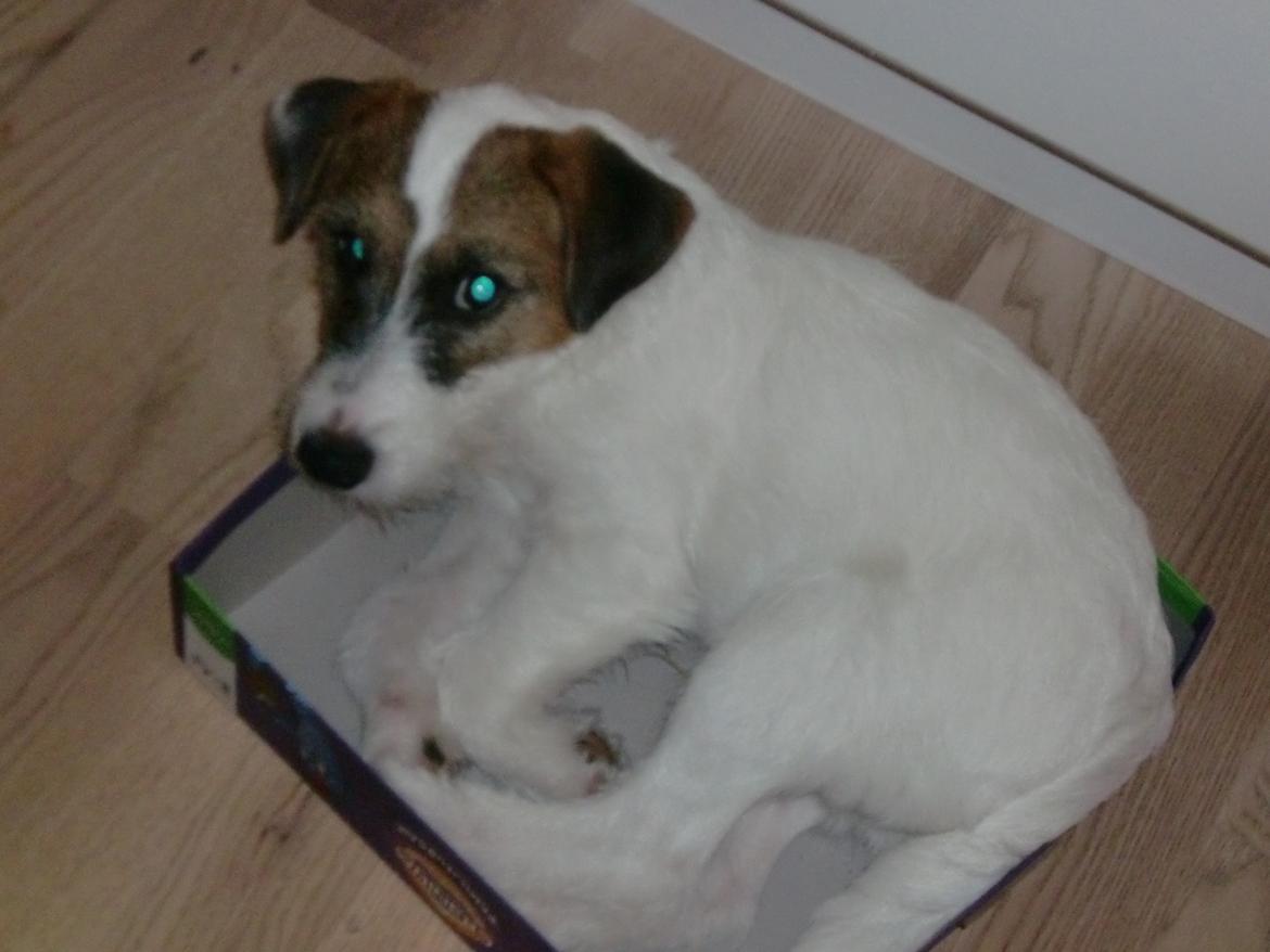 Parson russell terrier shaqy billede 12