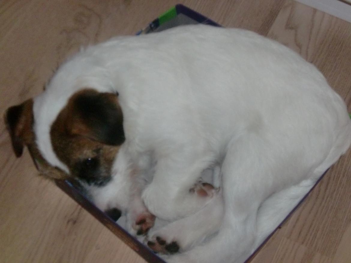 Parson russell terrier shaqy billede 13