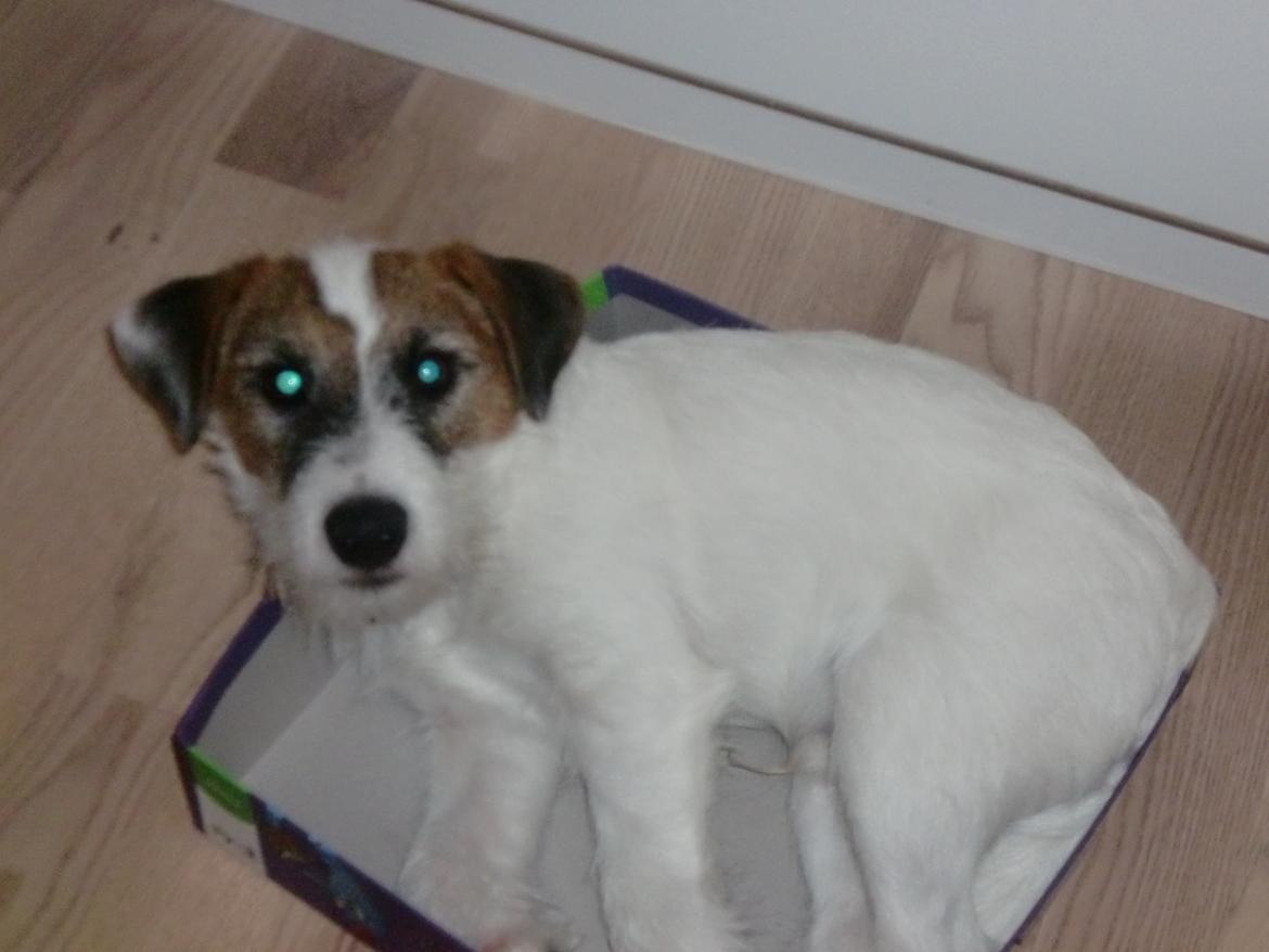 Parson russell terrier shaqy billede 14