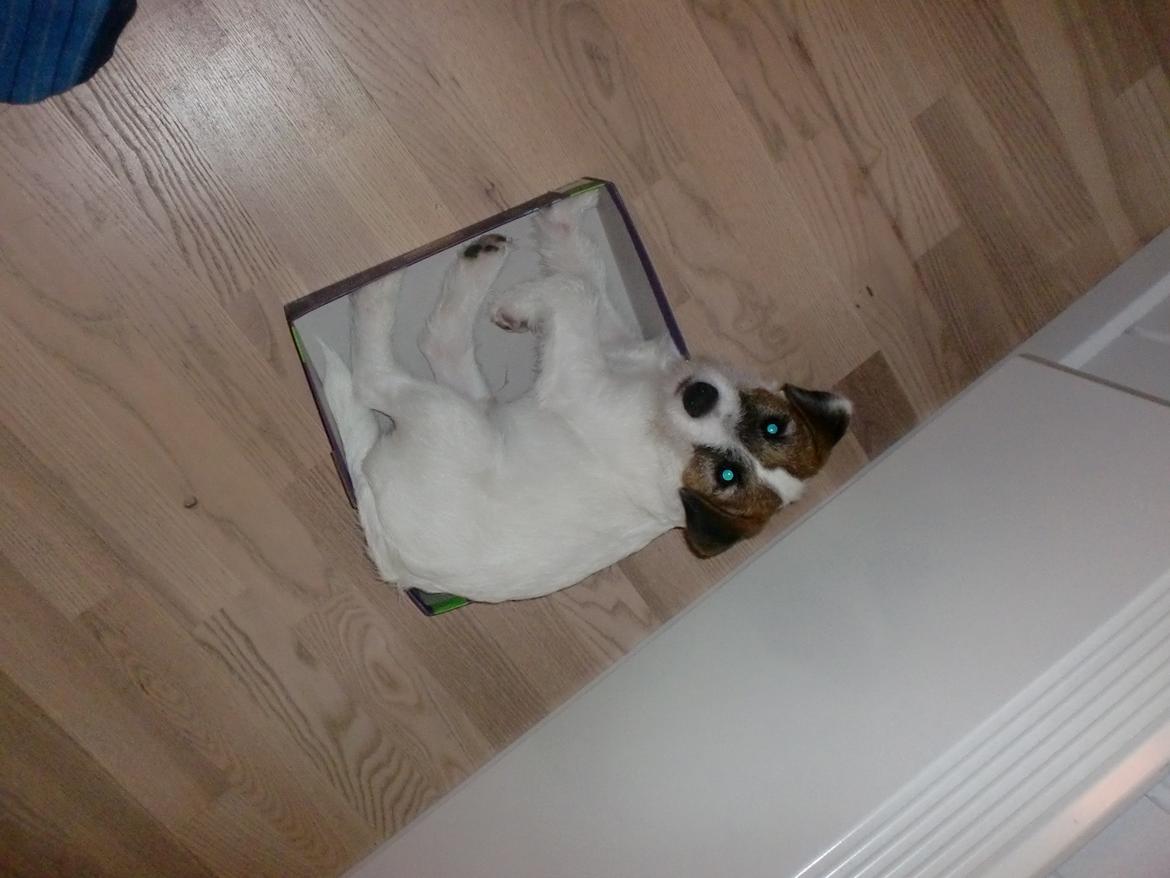 Parson russell terrier shaqy billede 15