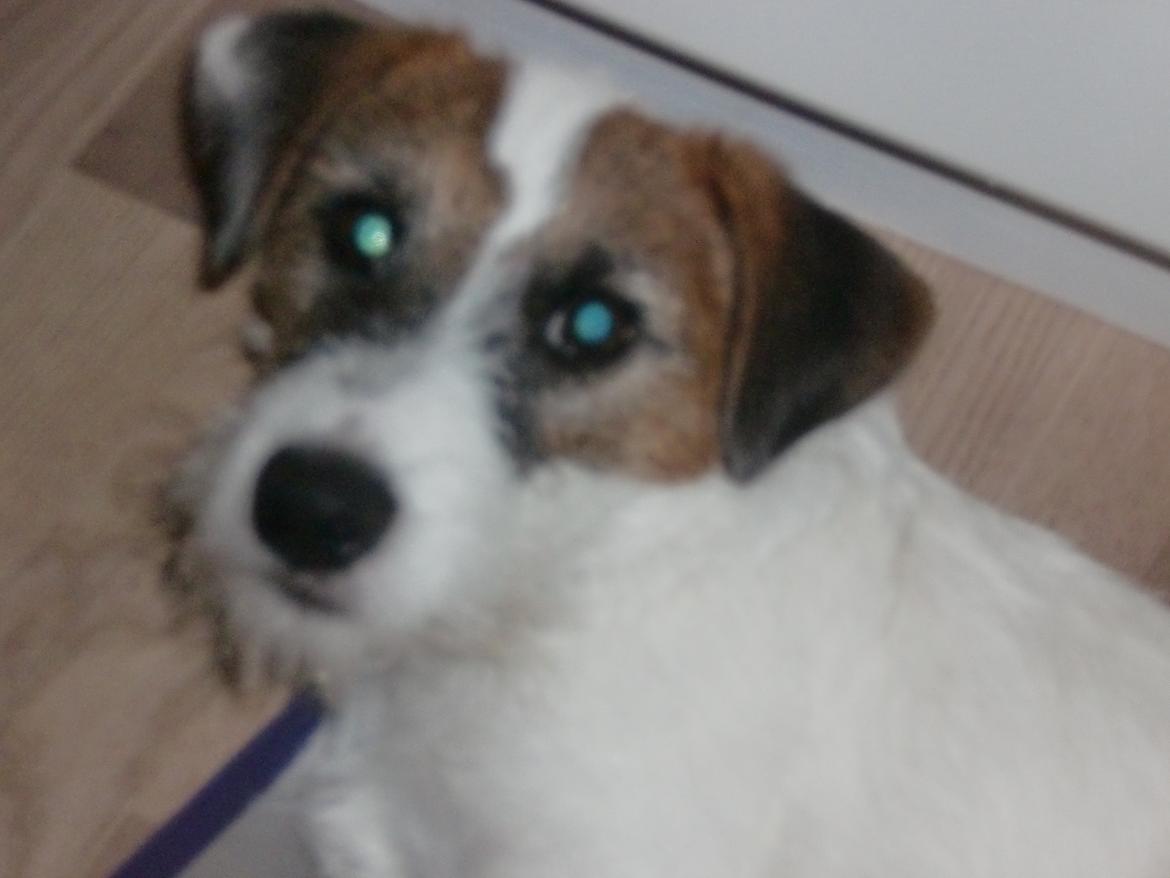 Parson russell terrier shaqy billede 16