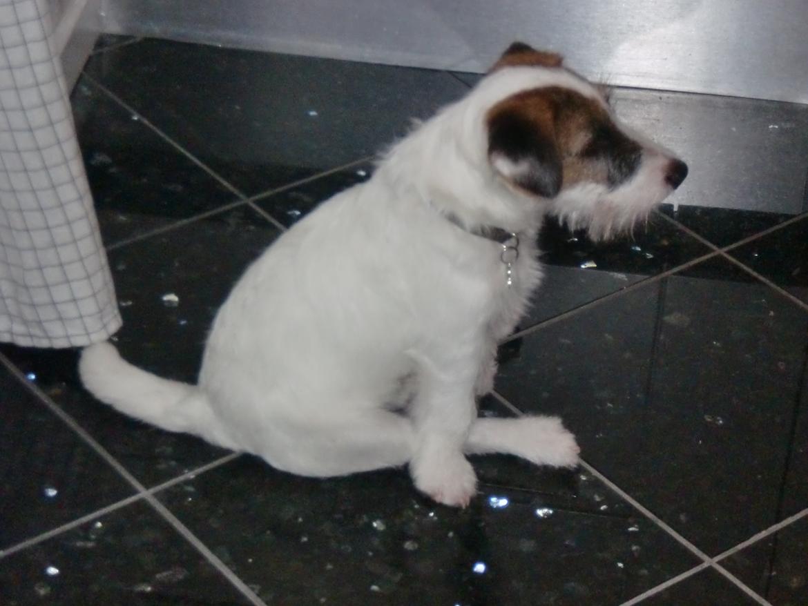 Parson russell terrier shaqy billede 18