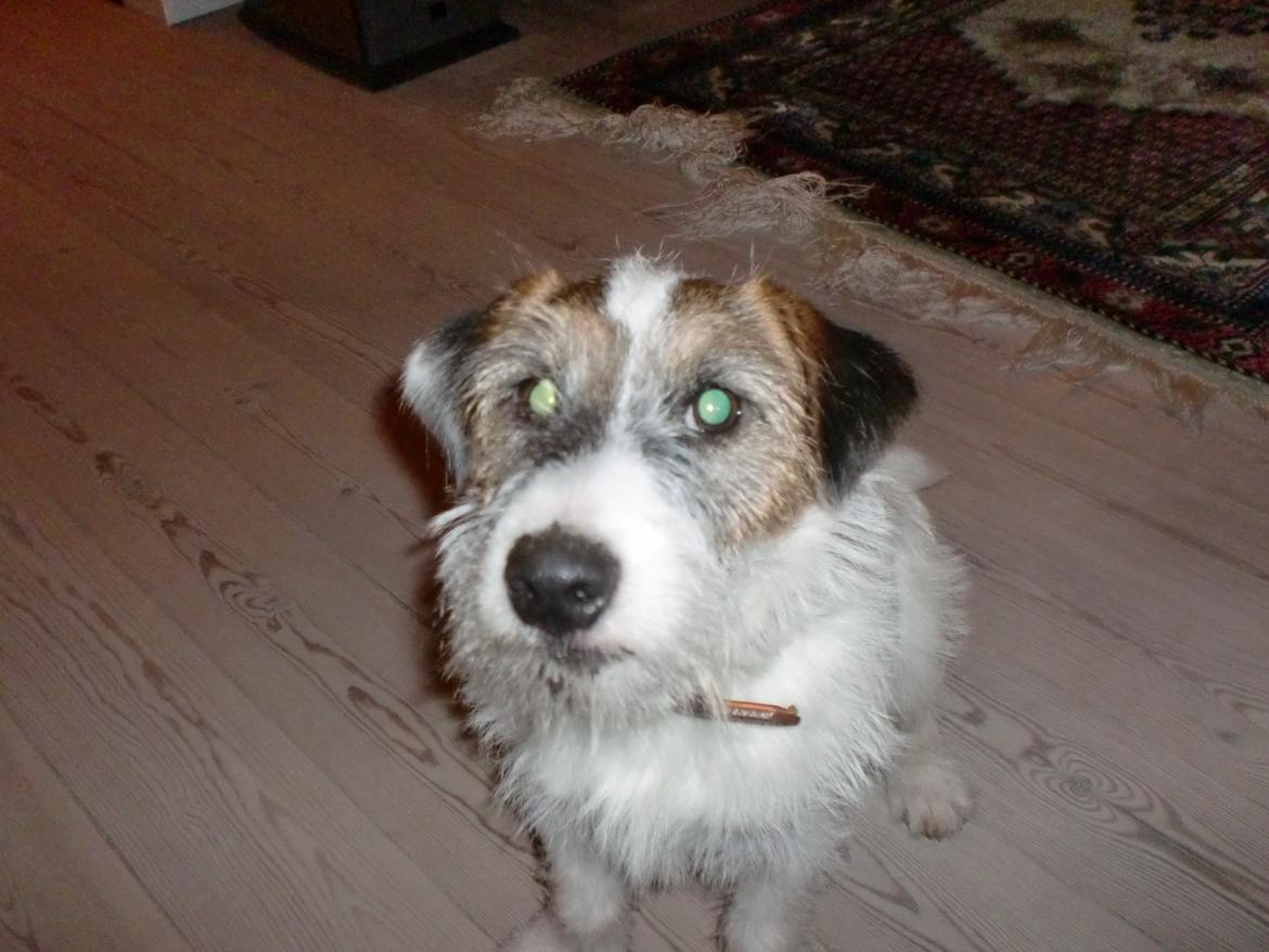Parson russell terrier shaqy billede 20