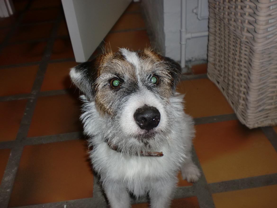 Parson russell terrier shaqy billede 21