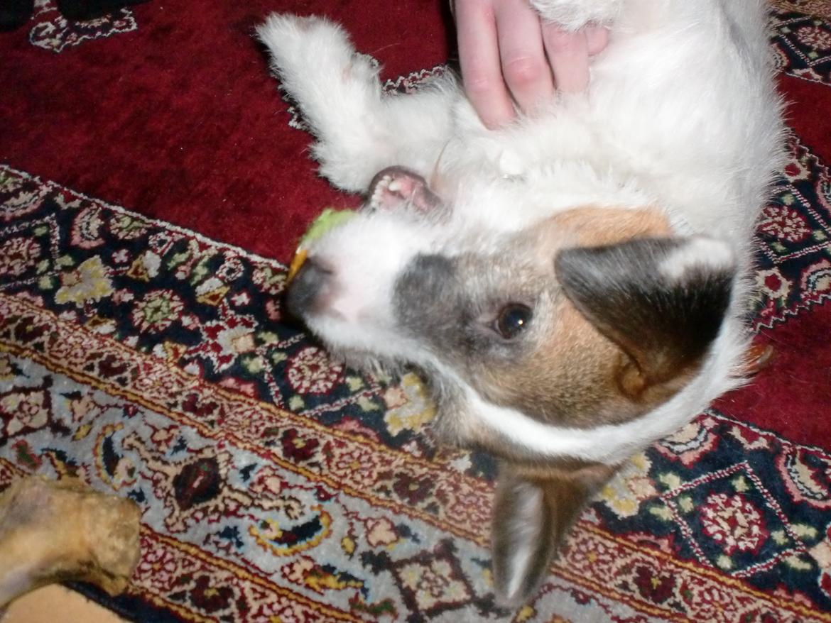 Parson russell terrier shaqy billede 23