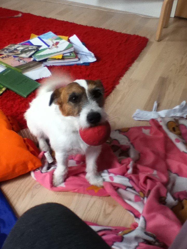 Parson russell terrier shaqy billede 25