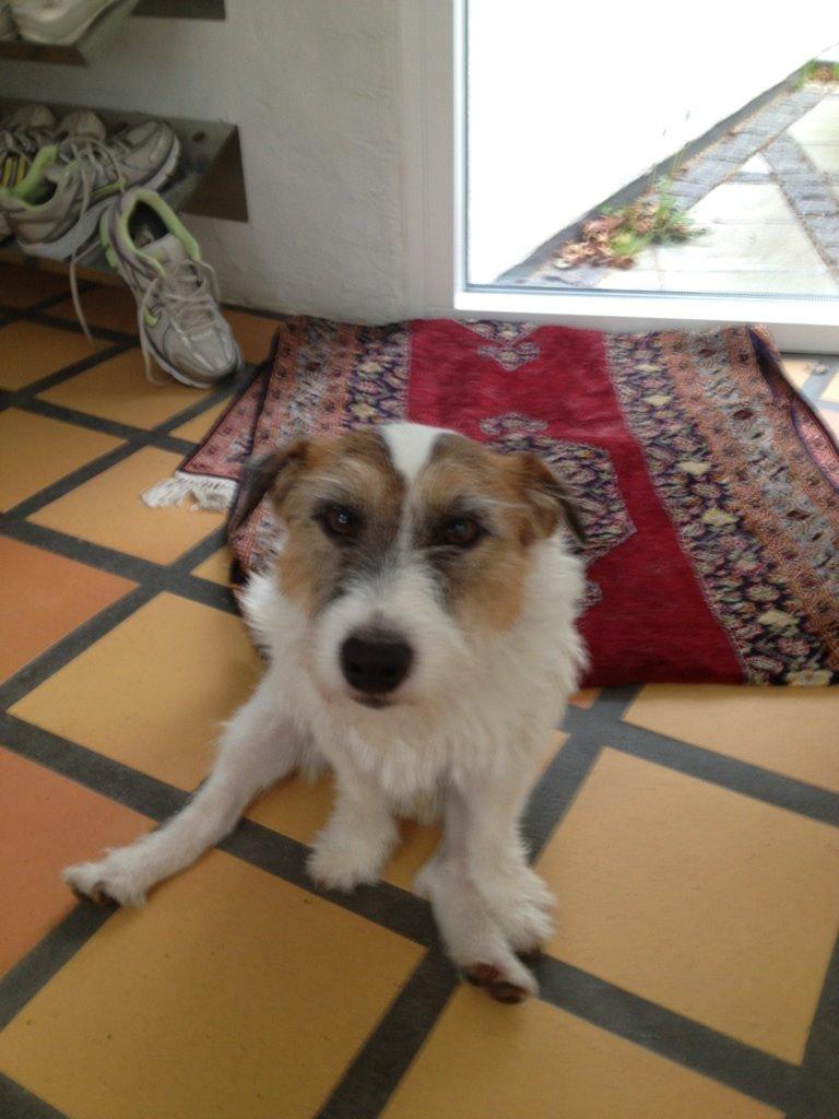 Parson russell terrier shaqy billede 26