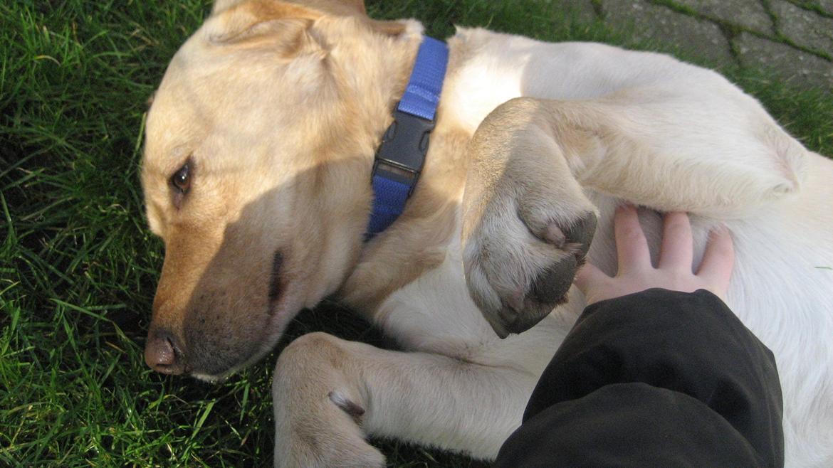 Labrador retriever Balder - Hygge :) billede 4