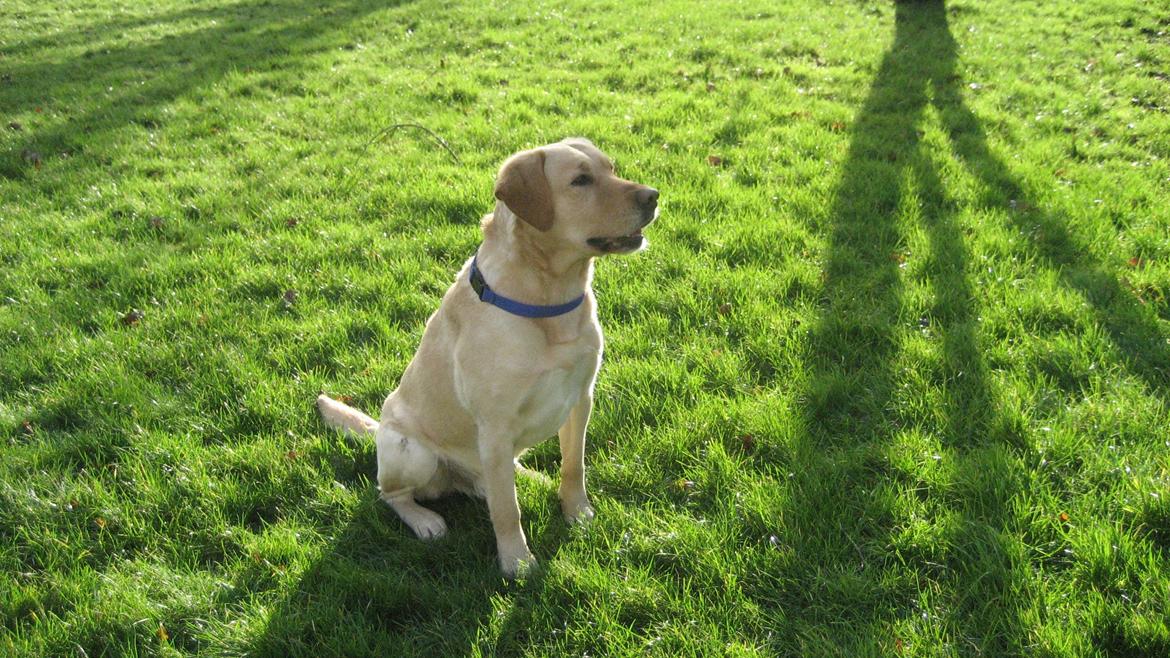 Labrador retriever Balder - Balder billede 5